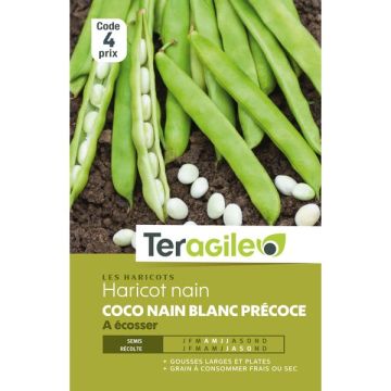 Haricot nain à écosser coco nain blanc - Précoce - Graines - Teragile