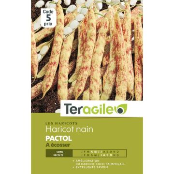 Haricot nain à ecosser pactol - Graines- Teragile