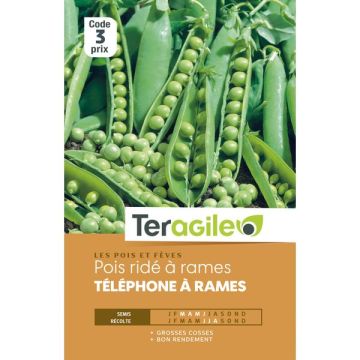 Pois à rames telephone - Graines - Teragile