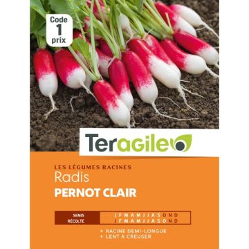 Radis pernot clair - Graines - Teragile