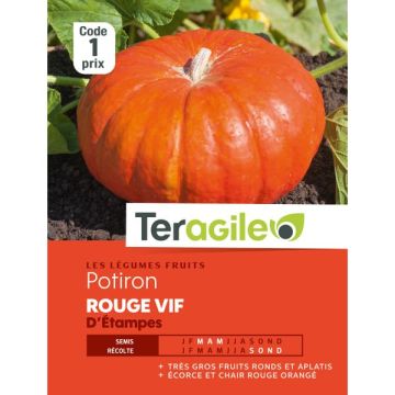 Potiron rouge vif d'étempes - Graines -Teragile