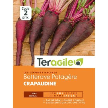 Bettrave crapaudine - Graines - Teragile