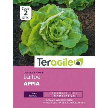 Laitue appia - Graines - Teragile
