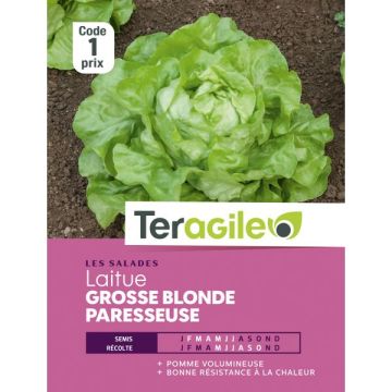 Laitue  grosse blonde paresseuse - Graines - Teragile