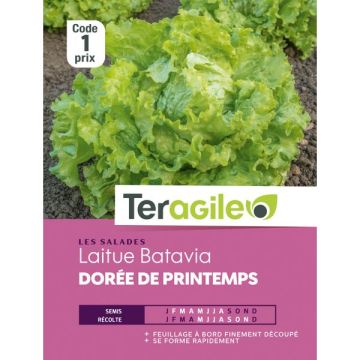 Laitue batavia Dorée de printemps - Graines - Teragile