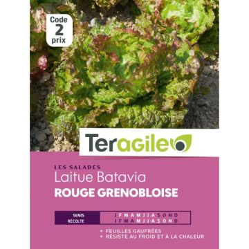Laitue batavia rouge grenobloise - Graines - Teragile