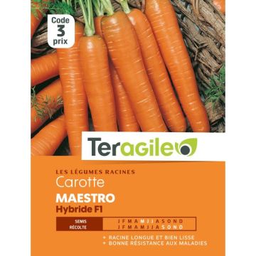 Carotte maestro hybride - Graines - Teragile