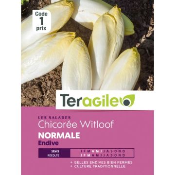 Chicorée witloof normale - Graines - Teragile