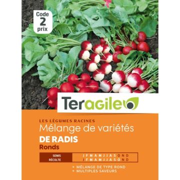 Radis ronds varié - Graines - Teragile