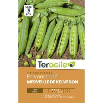 Pois nain à écosser merveille de kelvedon - Graines - Teragile