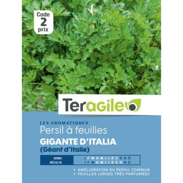 Persil géant d'Italie - Graines - Teragile