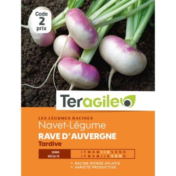 Navet rave d'auvergne tardive - Graines- Teragile