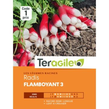 Radis flamboyant 3 - Graines - Teragile