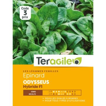 Epinard odysseus hybride F1 - Graines -Teragile