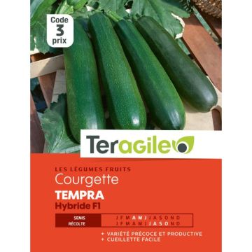 Courgette tempra hybride F1 - Graines -Teragile