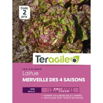 Laitue merveille des 4 saisons - Graines - Teragile