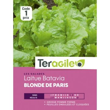 Laitue batavia blonde de paris - Graines - Teragile