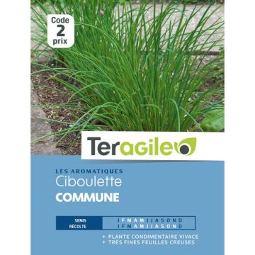 Ciboulette - Graines - Teragile
