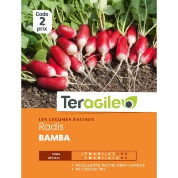 Radis bamba - Graines - Teragile