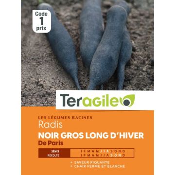 Radis noir gros long d'hiver de paris -Teragile