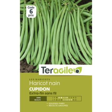 Haricot nain extra-fin sans fil cupidon- Graines - Teragile