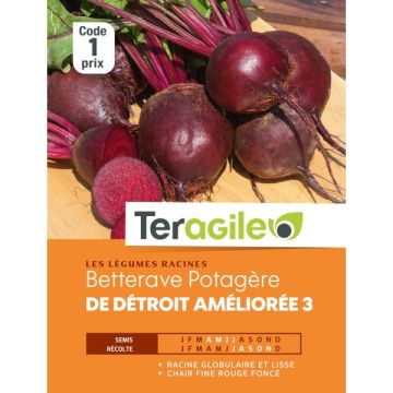 Bettrave detroit ameliorée 3 - Graines - Teragile