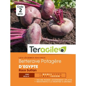 Bettrave egypte sultan - Graines - Teragile
