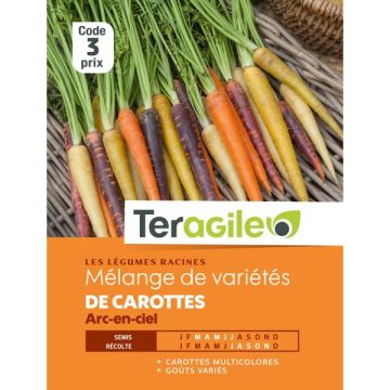 Carotte arc en ciel varié - Graines - Teragile