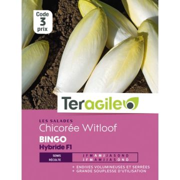 Chicorée witloof zoom F1 - Graines - Teragile