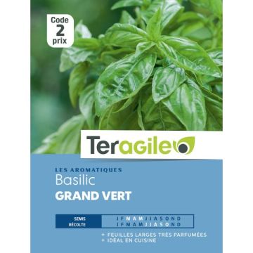 Basilic grand vert - Graines - Teragile