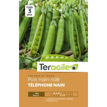 Pois nain telephone nain - Graines - Teragile