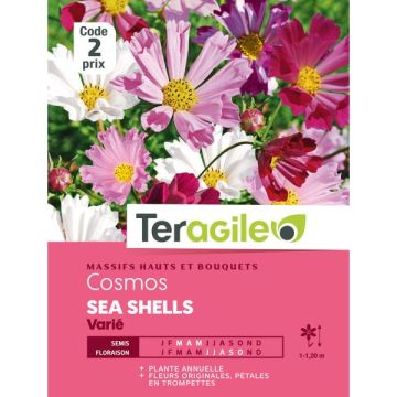 Cosmos Sea shells - Graines - Teragile