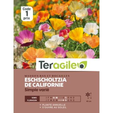 Pavot de Californie simple - Graines - Teragile