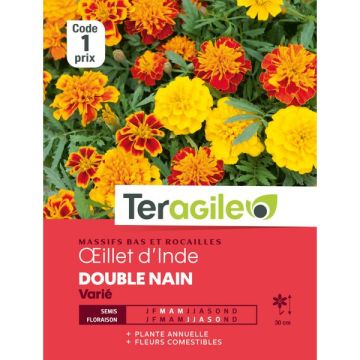 Oeillet d'Inde Double nain - Graines - Teragile