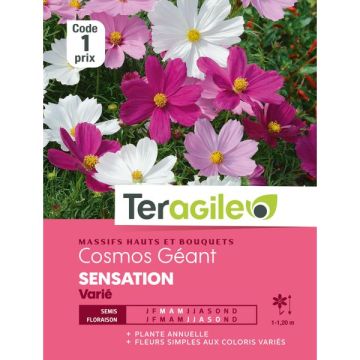Cosmos géant Sensation - Graines - Teragile