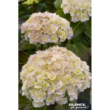 Hortensia cocktail - Contenant de 4,5 litres