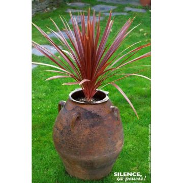 Cordyline - Variés - Contenantde 4,5 litres