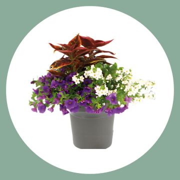 Mélange estival - Pot de 4,5 litres