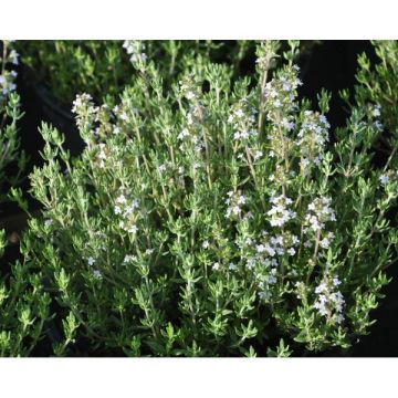 Thym ordinaire - Pot de 4,5 litres