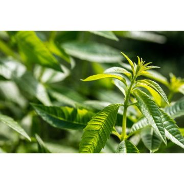 Verveine citronnelle - Pot de 4,5 litres