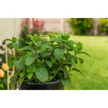 Menthe verte - Pot de 4,5 litres