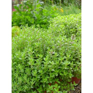 Thym citron - Pot de 4,5 litres