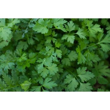 Persil frisé frison - Pot de 4,5 litres