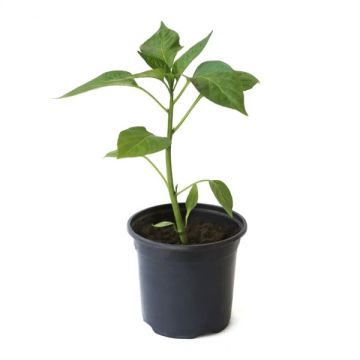 Poivron doux sonar - Pot de 1 litre