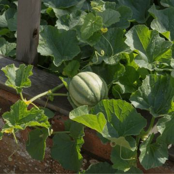 Melon jerac - Pot de 1 litre
