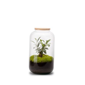 Bonbonne terrarium autonome Ginseng - M