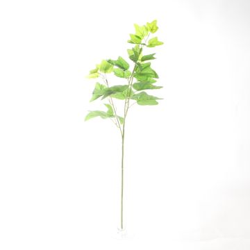 LIERRE ANGLAIS 3 TG 66CM VERT