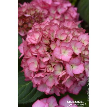 Hortensia primeur rendez vous - Contenant de 4,5 litres