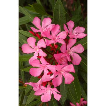 Laurier-rose - Variés - Buisson - Pot de 25 cm