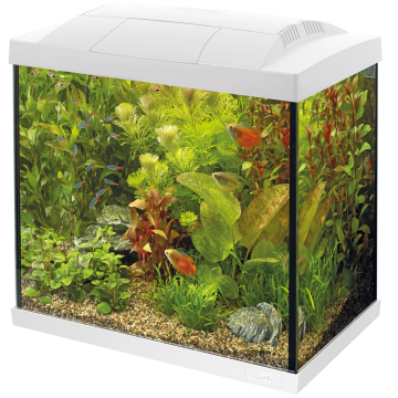 Aquarium en kit - Start 50 Tropical - Blanc